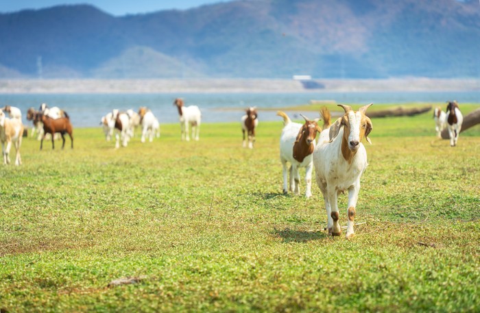 Ilustrasi kawanan kambing