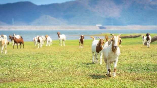 Ilustrasi kawanan kambing