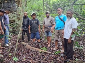 Kasihan, Ada Komodo Jalannya Pincang Tertabrak Kendaraan Bermotor