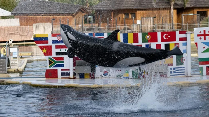 Orca di Marineland Antibes