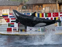 Kasihan, Orca Luntang-lantung Setelah Kebun Binatang Ditutup