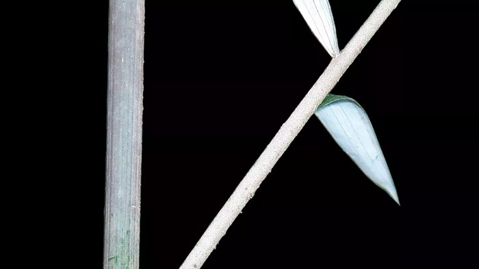 palem hantu Plectocomiopsis hantu