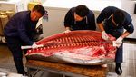 Penampakan Tuna Raksasa 276 Kg Terjual Rp 21 Miliar di Jepang