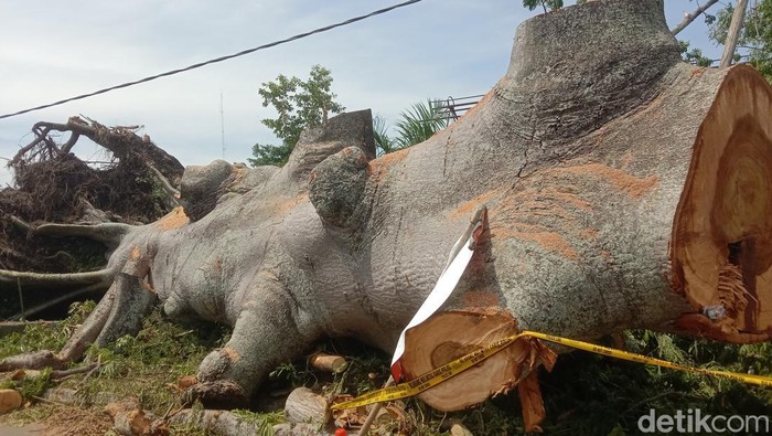 Pohon berusia 4 Abad Tumbang di Indramayu