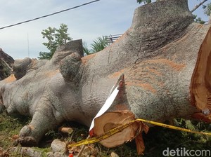 Menyibak Asal-usul Randu Raksasa Indramayu yang Tumbang
