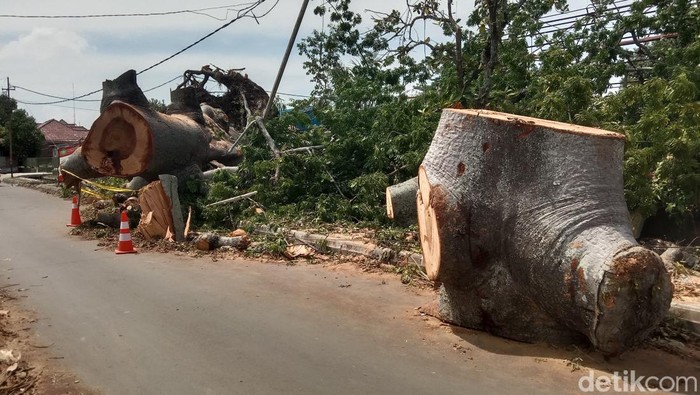 Pohon berusia 4 Abad Tumbang di Indramayu