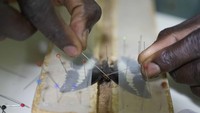 Selama 20 tahun berkarier sebagai ahli agronomi, Collins mendedikasikan waktu luangnya untuk penelitian. Ia mendirikan Institut Penelitian Kupu-kupu Afrika pada tahun 1997. Sekarang, karena kehabisan ruang dan waktu, ia berharap dapat menyerahkannya kepada generasi berikutnya.