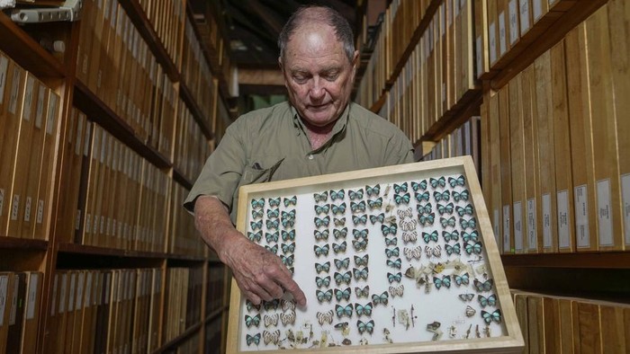 Steve Collins, a butterfly collector and the founder of the African Butterfly Research Institute (ABRI), holds a butterfly collection box in Nairobi, Kenya, Monday, Dec. 9, 2024. (AP Photo/Brian Inganga)