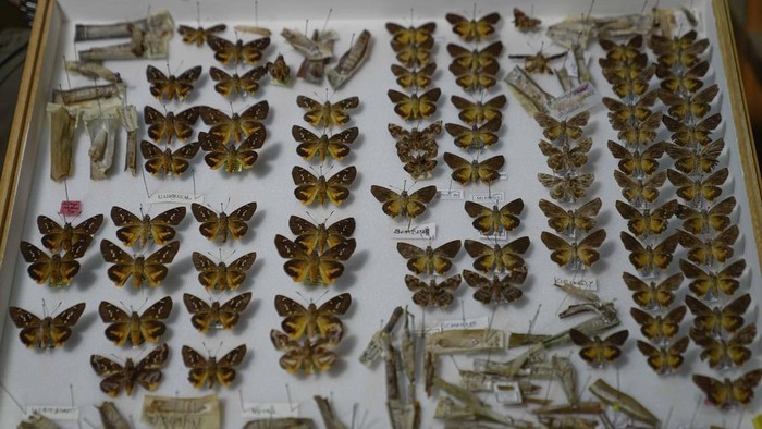Steve Collins, a butterfly collector and the founder of the African Butterfly Research Institute (ABRI), holds a butterfly collection box in Nairobi, Kenya, Monday, Dec. 9, 2024. (AP Photo/Brian Inganga)