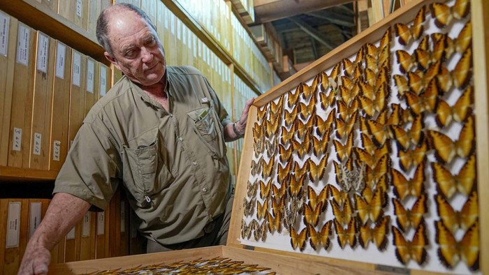 Potret Kolektor 4,2 Juta Kupu-kupu Mencari βAhli Warisβ Steve Collins, a butterfly collector and the founder of the African Butterfly Research Institute (ABRI), holds a butterfly collection box in Nairobi, Kenya, Monday, Dec. 9, 2024. (AP Photo/Brian Inganga)