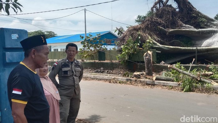 Potret randu kapuk berukuran raksasa yang tumbang di Indramayu