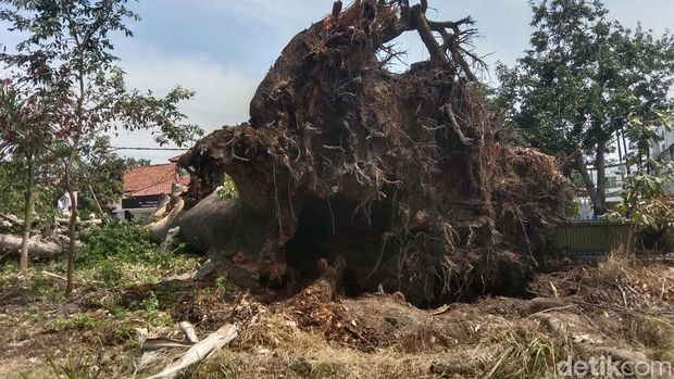Potret randu kapuk berukuran raksasa yang tumbang di Indramayu