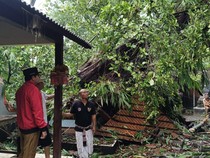 Bangunan Pura di Kerobokan Kaja Rusak Tertimpa Pohon Tumbang
