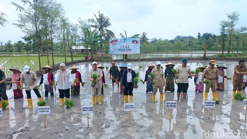 Wakil Menteri Pertanian, Sudaryono, saat mengikuti tanam raya varietas padi Gamagora 7 di Desa Pengembur, Lombok Tengah, NTB, Senin (6/1/2024). (Foto: Edi Suryansyah/detikBali)