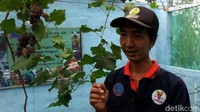 Ialah Joko Hasbullah yang membudidayakan buah dengan berbagai kandungan vitamin untuk mempertahankan ikon daerahnya.
