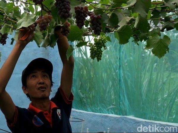 Budidaya Anggur di Probolinggo