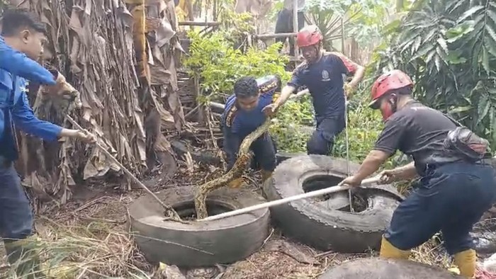 Damkar Parepare mengevakuasi ular piton yang memangsa ayam ternak.
