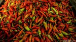 Huhah! Harga Cabai Rawit Merah Tembus Rp 120 Ribu Per Kilogram Huhah! Harga Cabai Rawit Merah Tembus Rp 120 Ribu Per Kilogram
