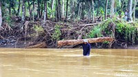 Tak hanya pelajar warga juga terpaksa menyebrangi sungai untuk bisa beraktivitas (Foto: Syahdan Alamsyah/detikJabar).