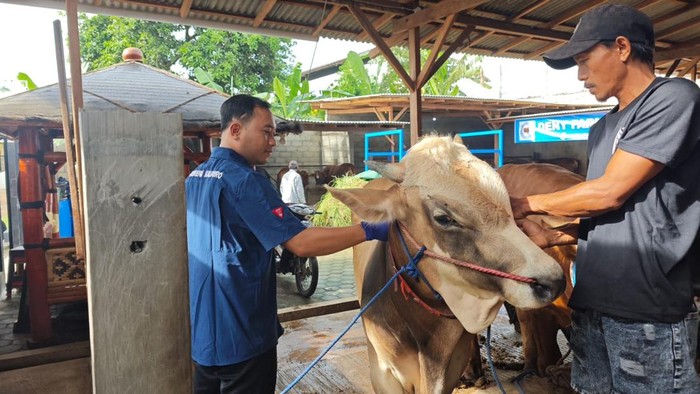 Pemkab Banyuwangi gencarkan vaksinasi sapi
