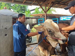 Tekan Penyebaran PMK, Banyuwangi Intensifkan Disinfeksi dan Vaksinasi