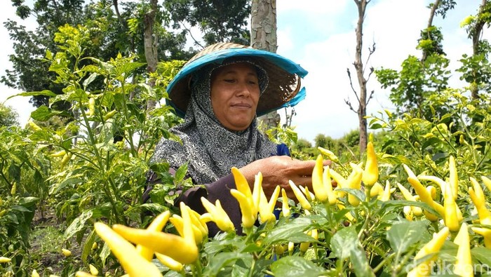 Petani cabai di Mojokerto panen dini karena saat harga jual melonjak