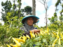 Harga Cabai Rawit Mahal, Petani di Mojokerto Panen Dini