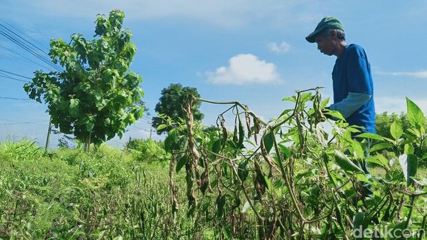 Penampakan ladang cabai di Desa Kaligawe, Kecamatan Pedan, Klaten, yang layu terkena jamur, Selasa (7/1/2025).