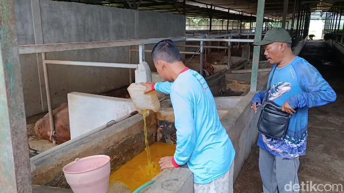 Peternak di Pasuruan memberi jamu herbal untuk sapinya demi mencegah PMK
