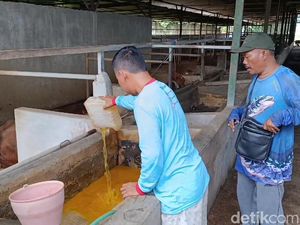 Tak Ada Vaksin PMK, Peternak Pasuruan Buat Jamu Herbal untuk Sapi