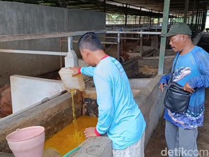 Tak Ada Vaksin PMK, Peternak Pasuruan Buat Jamu Herbal untuk Sapi