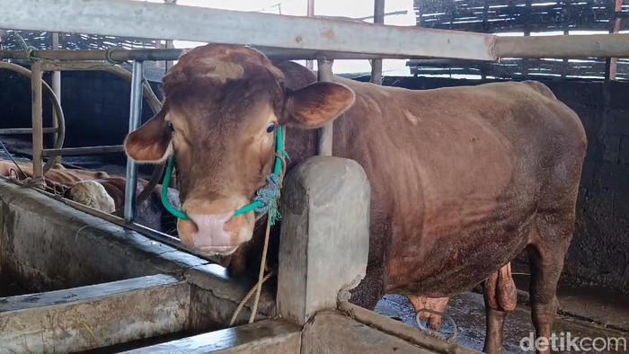 Peternak di Pasuruan memberi jamu herbal untuk sapinya demi mencegah PMK