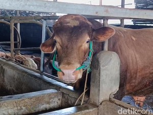 229 Sapi di Bandung Barat Terjangkit PMK, 4 Mati-14 Dipotong Paksa