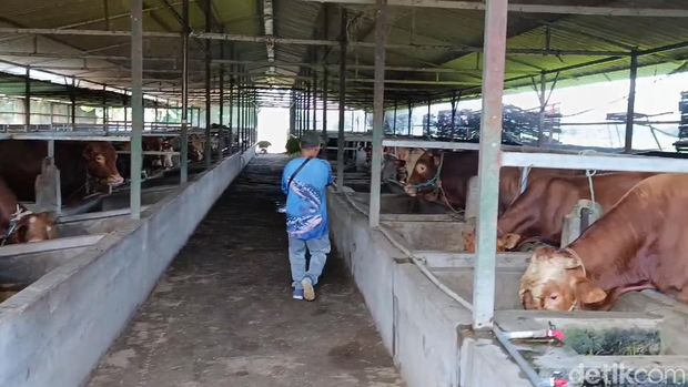 Peternak di Pasuruan memberi jamu herbal untuk sapinya demi mencegah PMK