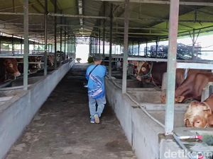 Video: Ratusan Sapi di Tasikmalaya Terjangkit PMK