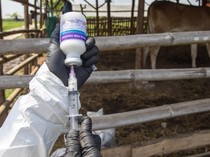 Cegah Penyebaran PMK, Pemerintah Geber Vaksinasi Sapi