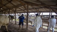 Dinas Ketahanan Pangan dan Pertanian Kabupaten Indramayu bersama Balai Veteriner Subang memasifkan vaksinasi PMK dan pemberian multivitamin pada 1.000 ekor sapi ternak guna menjaga kesehatan sapi dan mencegah penyebaran PMK.  