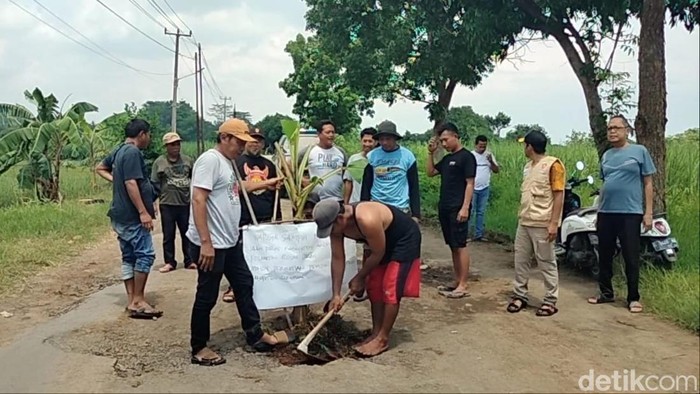 Warga Desa Sampih, Kecamatan Susukanlebak, Kabupaten Cirebon, saat menanam pohon pisang di jalan yang rusak.