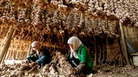 Siapa sangka China menjadi penghasil bawang putih terbesar di dunia. China memasok 80% kebutuhan global akan bawang putih. Foto: MSN/Stars Insider