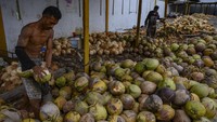 Indonesia masuk dalam rekor nih! Menjadi penghasil kelapa terbesar di dunia dengan total 17,19 juta metrik ton kelapa diproduksi setiap tahunnya. Foto: MSN/Stars Insider