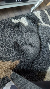 Ada-ada saja, bak bunglon, benda-benda ini bisa menyatu dengan lingkungan sekitar dengan sempurna lho. Kalian bisa melihatnya dengan jelas tidak nih?