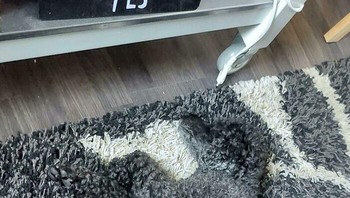 Bagus juga ya karpetnya. Foto: (Bored Panda).