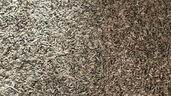 Tebak ada berapa pil? Foto: (Bored Panda).