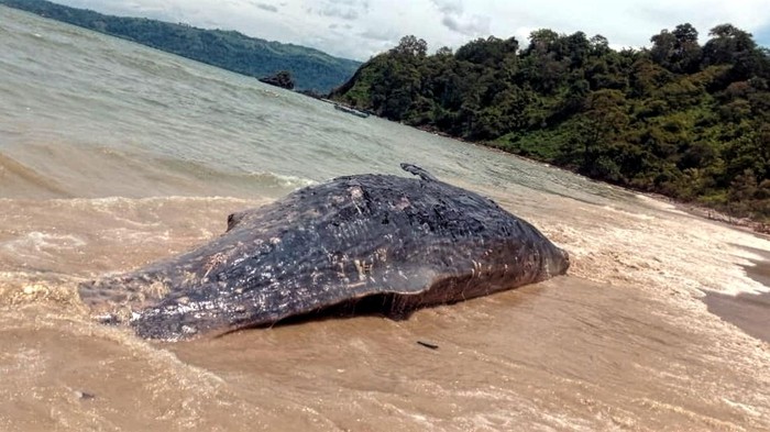 Bangkai Paus Terdampar di Pulau Kunti.