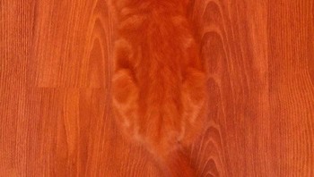 Si oyen ya kelakuanya. Foto: (Bored Panda).