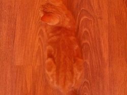 Benda-benda ini Menyatu Sempurna dengan Lingkungan Sekitar, Bisa Lihat?