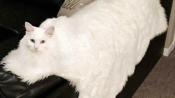 Uji Mata Anda, Hewan dan Benda Ini Menyatu dengan Sekitarnya