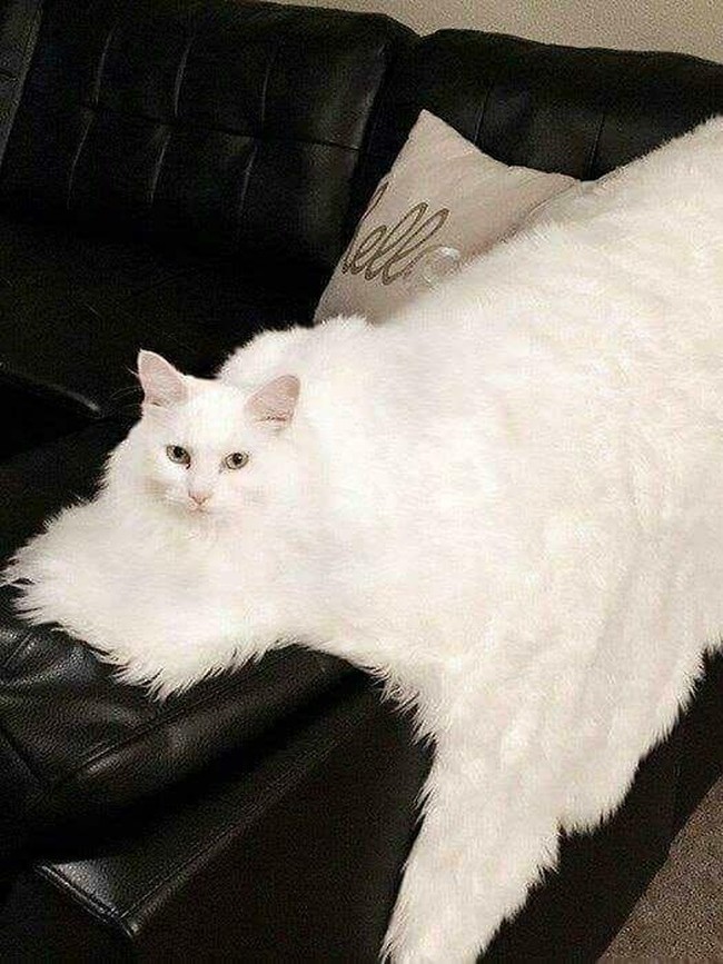 Uji Mata Anda, Hewan dan Benda Ini Menyatu dengan Sekitarnya