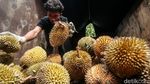 Berburu Durian di Kalimalang