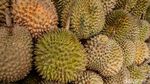 Berburu Durian di Kalimalang